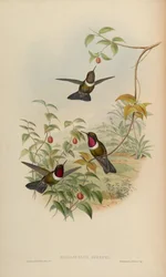 Heliangelus spencei = Heliangelus amethysticollis spencei